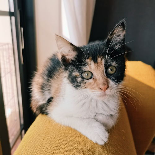 (我的猫咪小家攻略)我家猫咪经营的修仙中心：学员任务大揭秘与成长心得分享