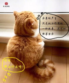 (我的猫咪小家攻略)我家猫咪经营的修仙中心：学员任务大揭秘与成长心得分享