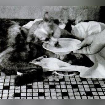 (dog心)心狗联盟：让爱心陪伴，共同守护每一颗流浪狗的心灵。