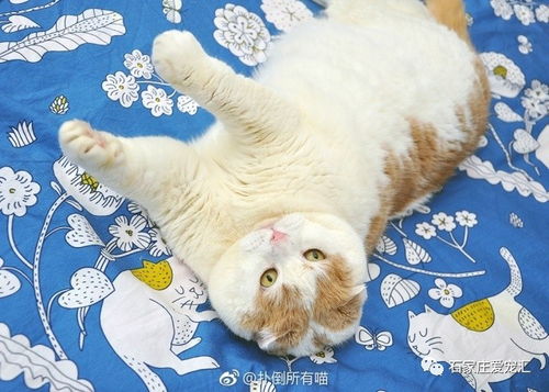 (萌宠呈祥官网)萌宠呈祥是否改名了？最新消息揭晓：是否已更名为其他名称？